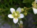 Saxifraga aspera